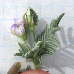 Astragalus emoryanus terlinguensis