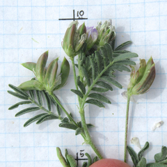 Astragalus emoryanus terlinguensis