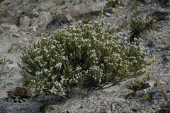 Veronica buchananii