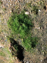 Crepidomanes intricatum