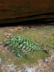 Asplenium × trudellii