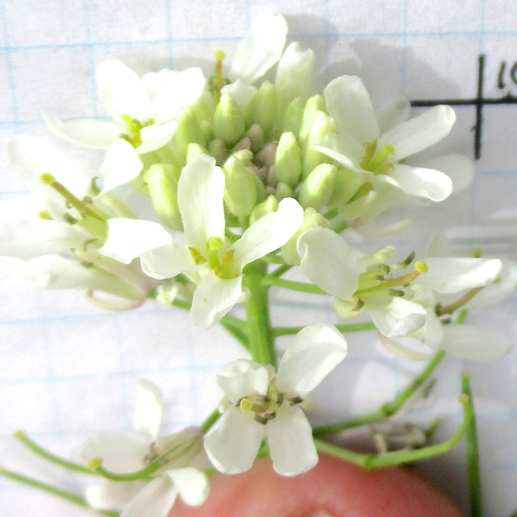 Dryopetalon auriculatum