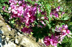 Indigofera tinctoria