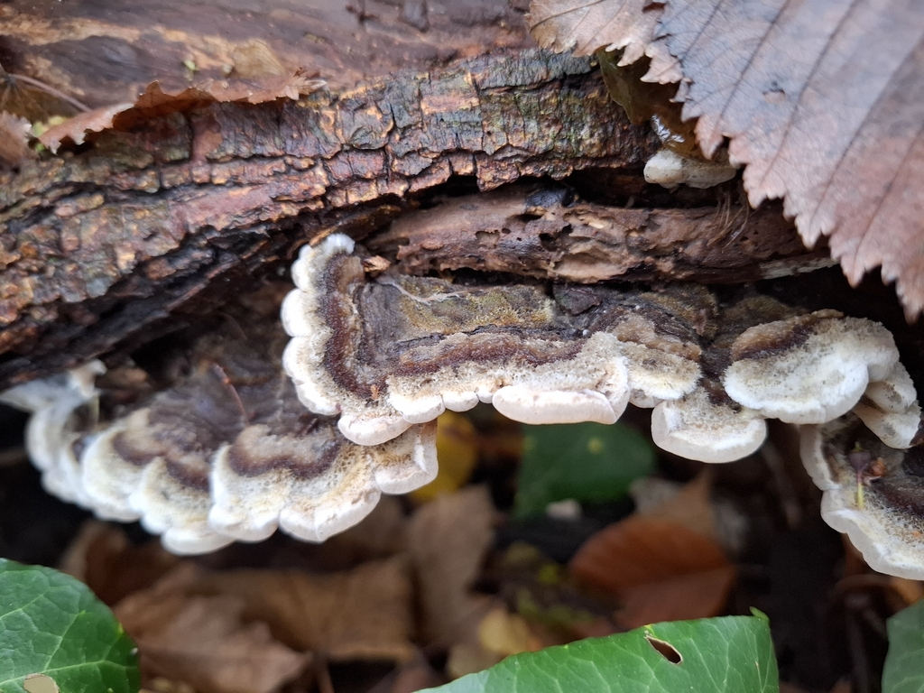 Auricularia mesenterica · December 2025 · photo: © caracalshan (iNaturalist, cc-by)