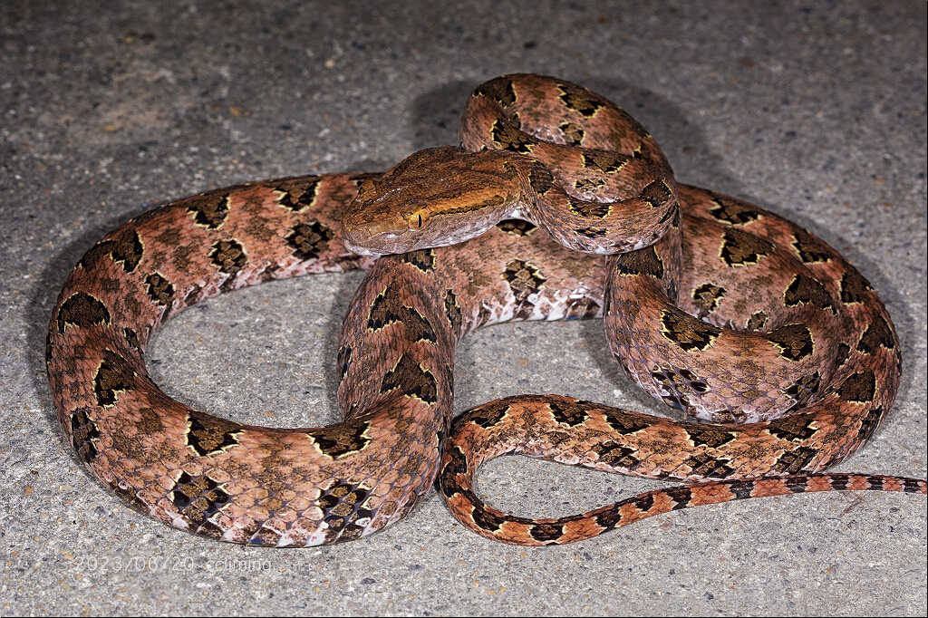 Brown spotted pitviper from 中国浙江省丽水市莲都区白云山庵堂 on June 20, 2023 at 08:39 ...