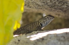 Sceloporus hunsakeri