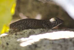 Sceloporus hunsakeri