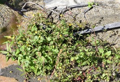 Erythranthe lagunensis