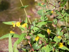 Erythranthe lagunensis