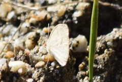 Eurema daira