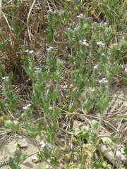 Glandularia quadrangulata