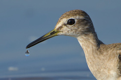 Wood Sandpiper photo 6