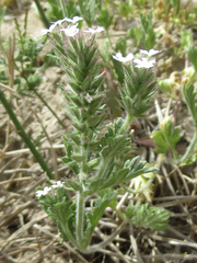 Glandularia quadrangulata