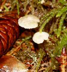 Pseudomarasmius pallidocephalus