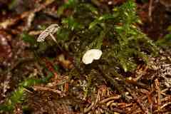 Pseudomarasmius pallidocephalus