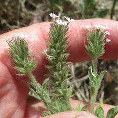 Glandularia quadrangulata