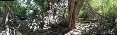 Ficus petiolaris