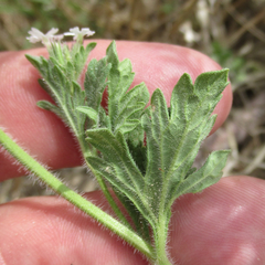 Glandularia quadrangulata