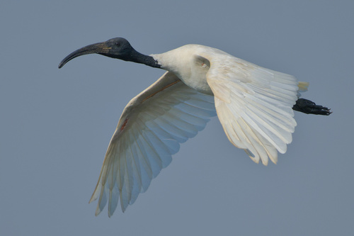 Ibis à tête noire