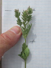 Glandularia quadrangulata