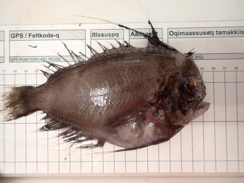 Banded manefish (Caristius fasciatus) — Caristiidae — 3