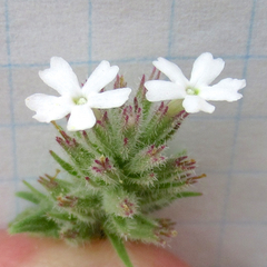 Glandularia quadrangulata