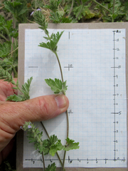 Glandularia quadrangulata