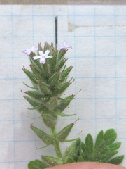 Glandularia quadrangulata