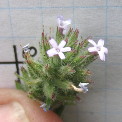 Glandularia quadrangulata