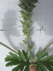 Glandularia quadrangulata