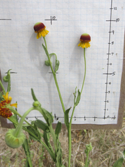 Helenium amphibolum