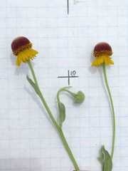 Helenium amphibolum