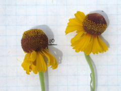 Helenium amphibolum