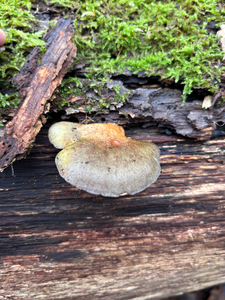 Sarcomyxa serotina · December 2025 · photo: © andreass1 (iNaturalist, cc-by)