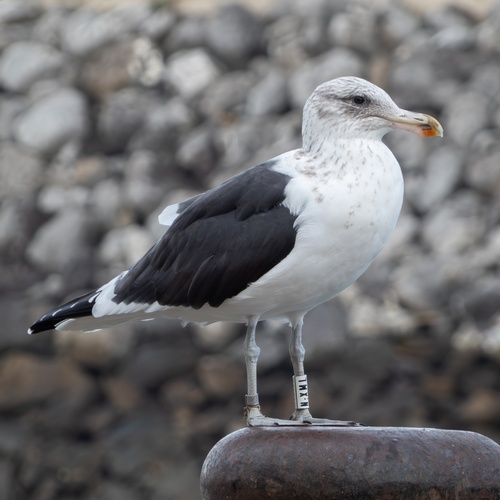 Gaviota cocinera (Larus dominicanus)