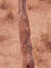 Vachellia schaffneri bravoensis