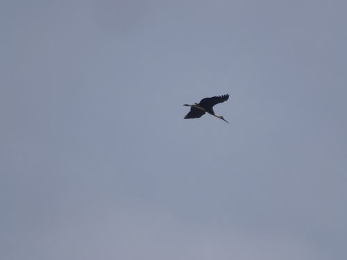 African Woolly-necked Stork