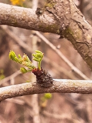 Vachellia schaffneri bravoensis