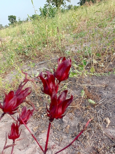 Sorrel