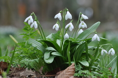 Galanthus woronowii