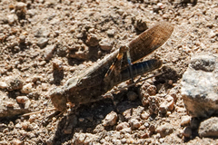 Circotettix undulatus