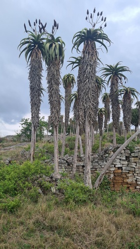 Zimbabwe Aloe (Aloe excelsa)