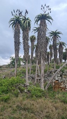 Aloe excelsa