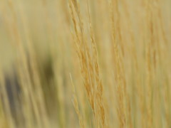 Pappostipa