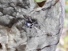 Aphirape misionensis