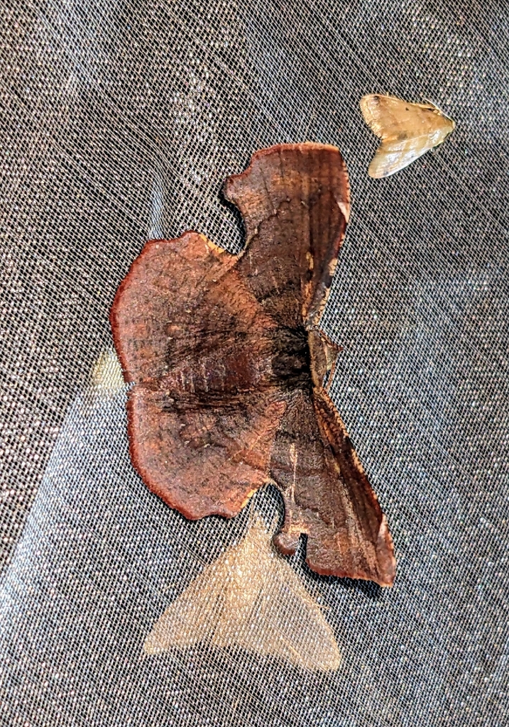 Fascellina celata