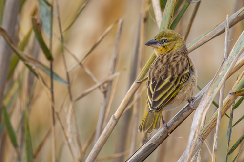 Black-headed Weaver (Ploceus melanocephalus)