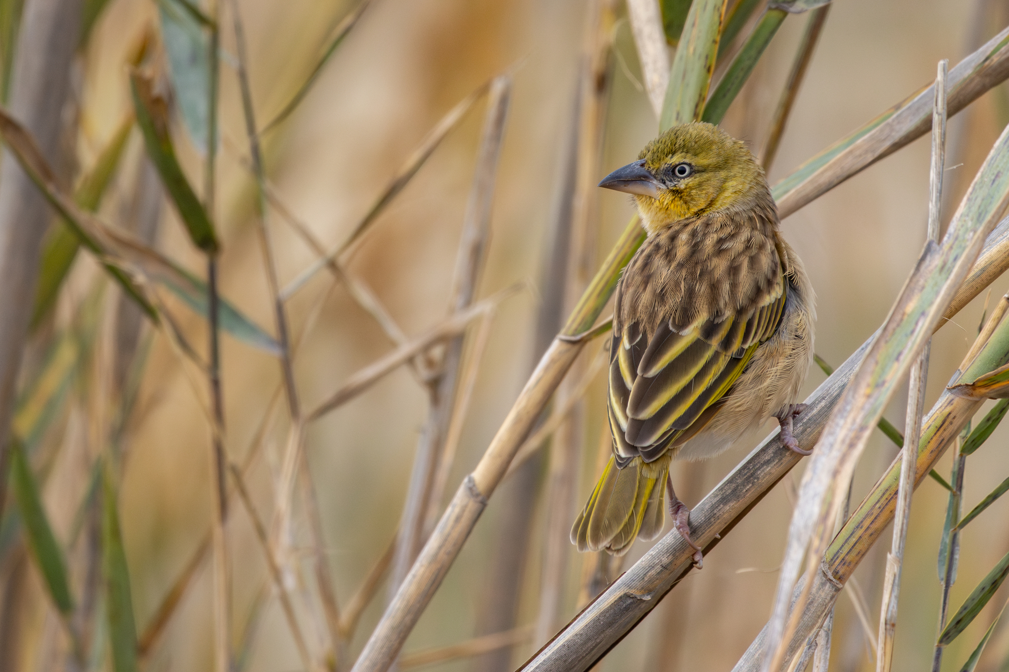 Black-headed Weaver illustration