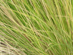 Pappostipa