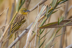 Black-Headed Weaver photo 2